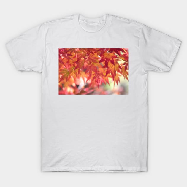 Curtain Of Autumn Leaves T-Shirt by HammiltenJohn